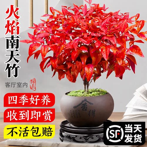 【冬季热销】特级火焰南天竹盆栽