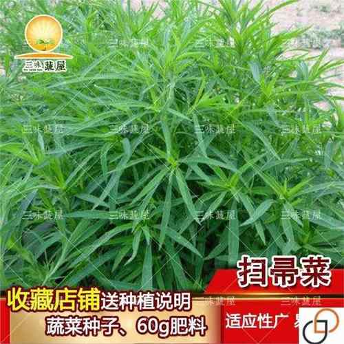 扫帚菜扫把苗种子 绿叶地肤草种子 雀松四季野菜蔬菜庭院室孔外