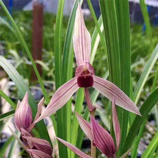 红艳 莲瓣兰红舌铭品不带花苞 高档办公室桌面盆栽四季长青植物