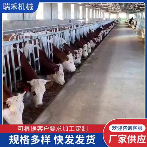 养殖设备牛场用单开双开自锁式牛颈枷750型加厚热镀锌新型牛颈夹