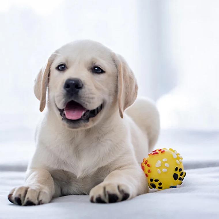 拉布拉多幼犬纯种双血统短毛导盲犬活体黑色小狗幼崽金毛活物宠物 宠物/宠物食品及用品 狗狗 原图主图