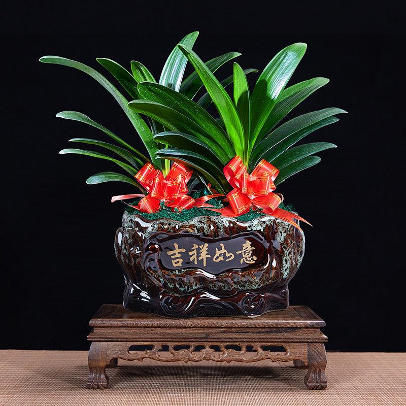 君子兰盆栽花卉观花植物室内花苗圆头和尚四季带花苞大苗老苗