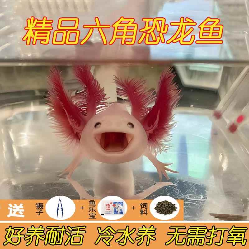 六角恐龙鱼冷水鱼宠物活体六角龙鱼网红鱼好养耐活观赏淡水鱼