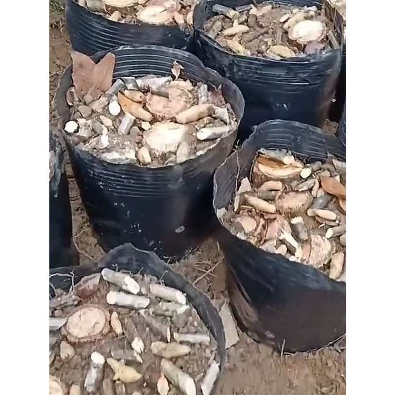 天麻种植桶 天麻专用营养钵45*40育苗黑色塑料加厚袋大号种植容器