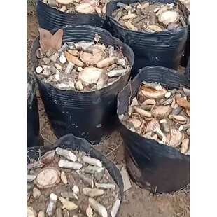 *袋45专用种植钵大号育苗天麻 加厚黑色种植塑料桶营养天麻容器40