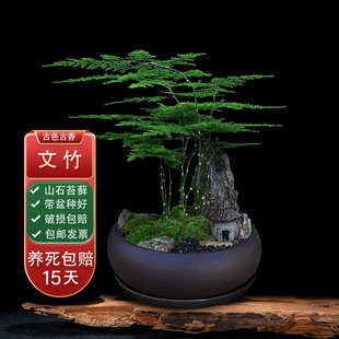 好养活办公室桌面植物苔藓造景摆件盆景 文竹盆栽室内卧室绿植四季