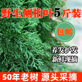 侧柏叶5斤野生新鲜扁柏叶植物洗发当归洗发水干侧柏叶粉 中药材