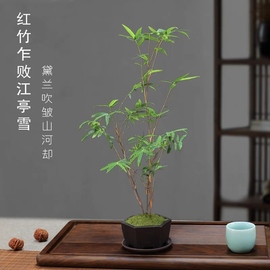 红观音竹米竹苗苔藓球水培植物盆栽竹子苗书房庭院阳台茶室内绿植