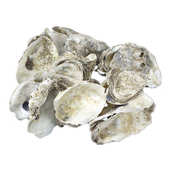 生蚝壳 鱼池过滤材料 锦鲤池专用滤材 牡蛎壳 稳定PH值 蚝壳