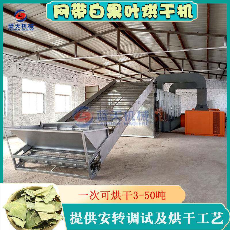 网带式白果叶烘干机全自动银杏叶提取物烘干设备白果叶粉干燥机
