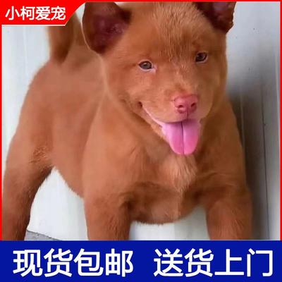 潮汕五红犬五黑犬活体幼犬虎头