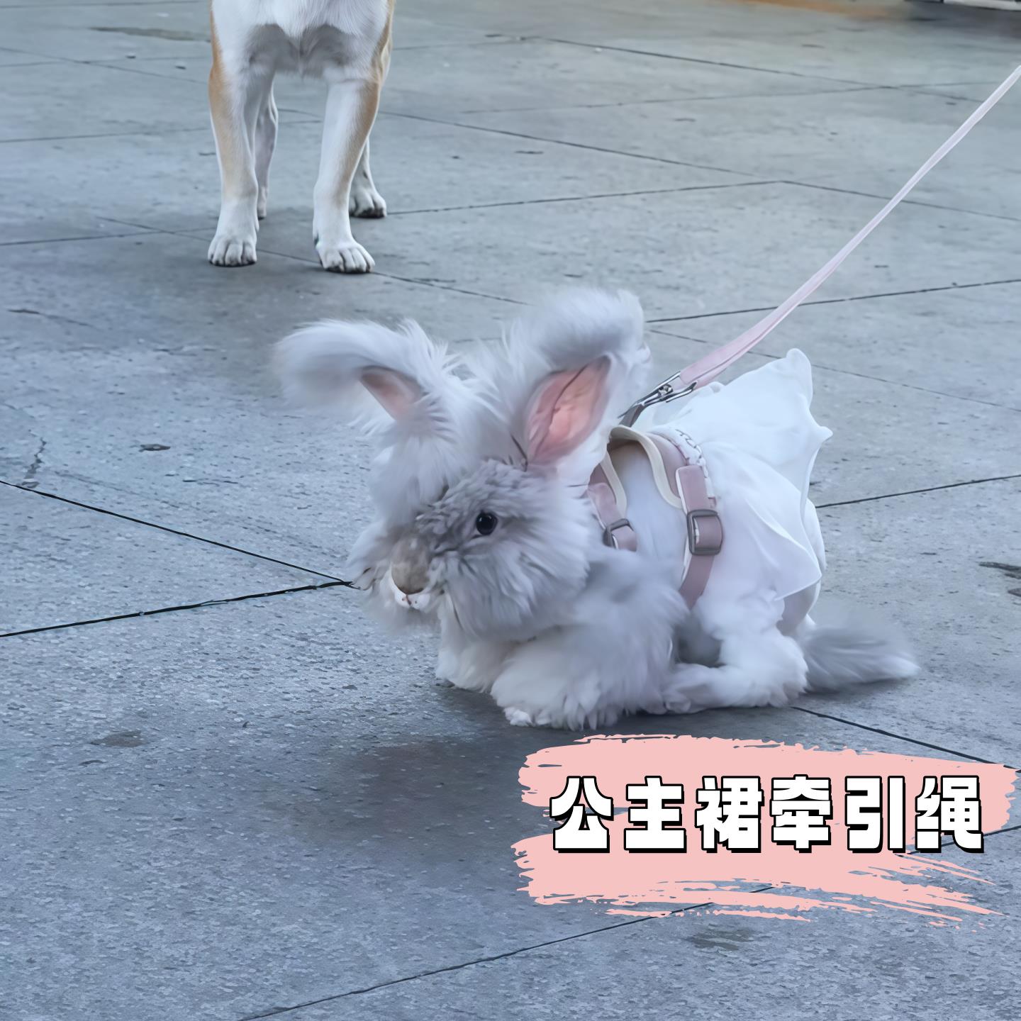 兔子牵引绳胸背式背心牵引绳遛狗猫牵引绳防挣脱外出专用宠物用品