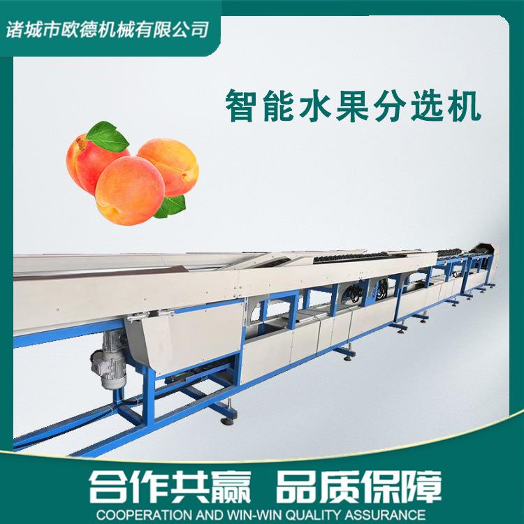 牛油果分选机猕猴桃橙子牛油果重量多级分拣高效精准度高不锈钢