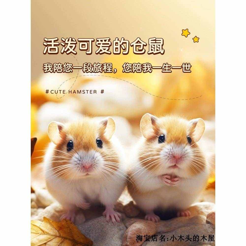 家养宠物小仓鼠活物金丝熊布丁紫仓银狐已打疫苗认主好养学生爆款