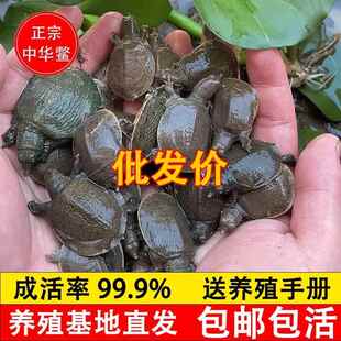 小甲鱼苗活体100只外塘养殖甲鱼团鱼水鱼苗中华鳖苗生态放养