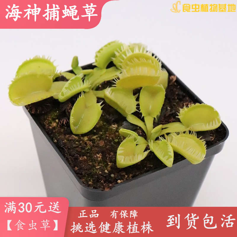海神捕蝇草【吃虫子的植物捕虫草特征明显带盆栽好高端品种包邮】