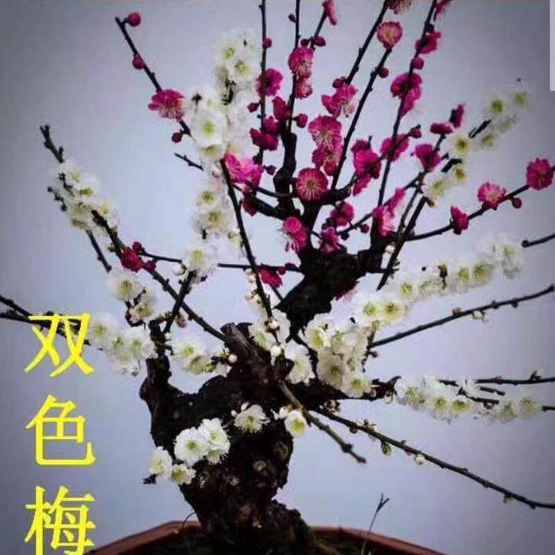 双色梅花盆栽老桩美人梅红梅腊梅绿梅白梅盆景花卉耐寒植物树苗