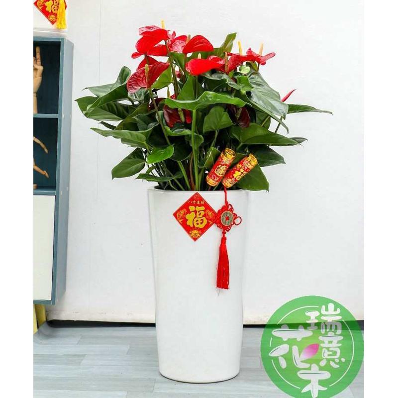 西安同城绿植红掌大型盆栽室内客厅阳台好养乔迁送礼落地植物花卉