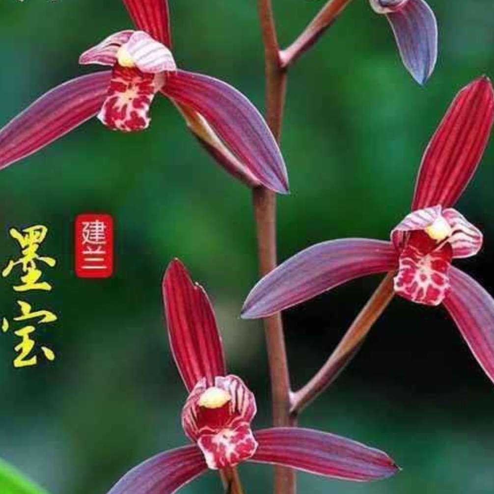 【墨宝】建兰四季兰色花传统品种名贵兰花兰草铭品盆栽花卉绿植