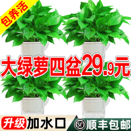 升级款luck除甲醛绿萝盆栽，室内植物吸除甲醛绿箩新房装修绿植