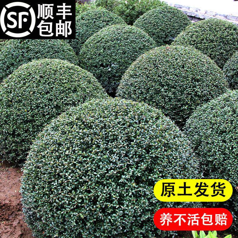 龟甲冬青树苗齿叶冬青球小叶冬青球四季常青庭院绿化景观造型耐寒