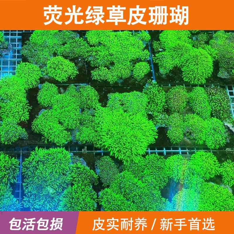 海葵活物[海王水族]荧光绿草皮珊瑚LPS软体长须海缸观赏海葵新手
