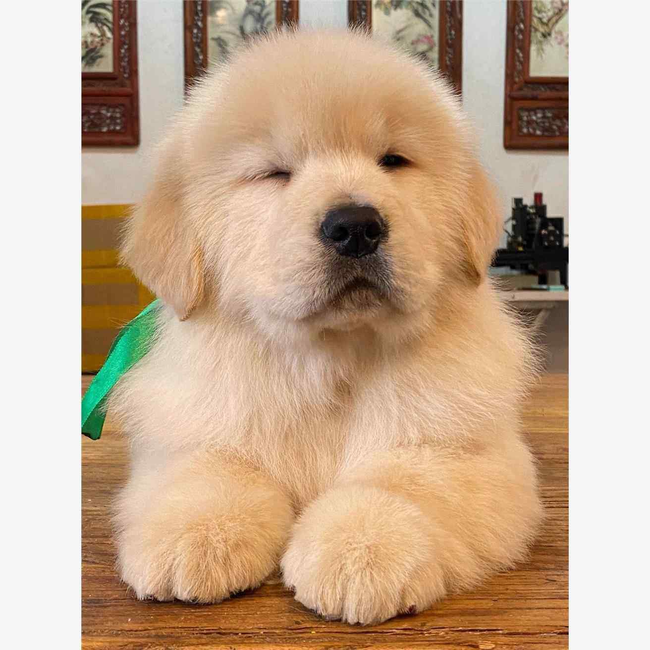 金毛犬幼犬宠物狗崽子活物活物活泼可爱真狗沙滩金枫叶红金毛幼崽