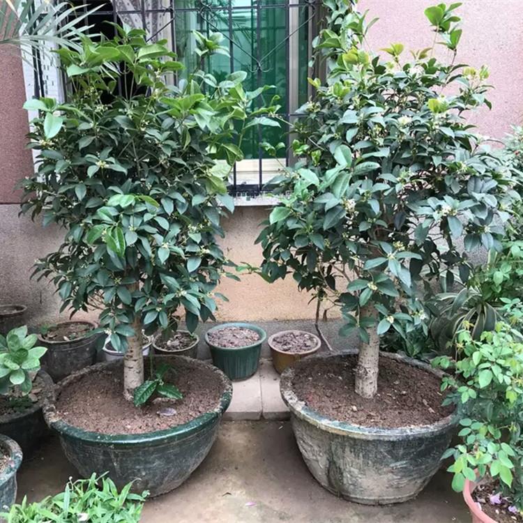【一物一拍】桂花树苗金桂丹桂流苏嫁接庭院盆栽树形花树