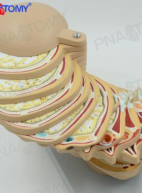 大脑头颅横切面断层模型CTMRI大脑模型放射磁共振成像教学神经科