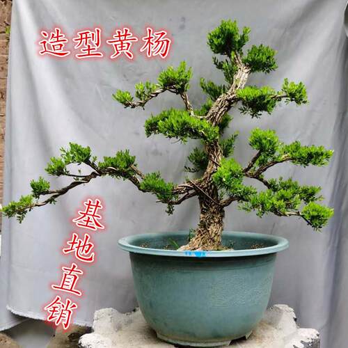 名贵黄杨盆栽矮霸造型老桩客厅办公室绿植花卉小叶雀舌黄杨四季青