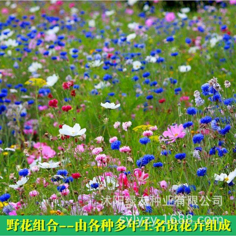 景观花海草籽 宿根多年生花海草籽 公园 小区 道路 护坡 等