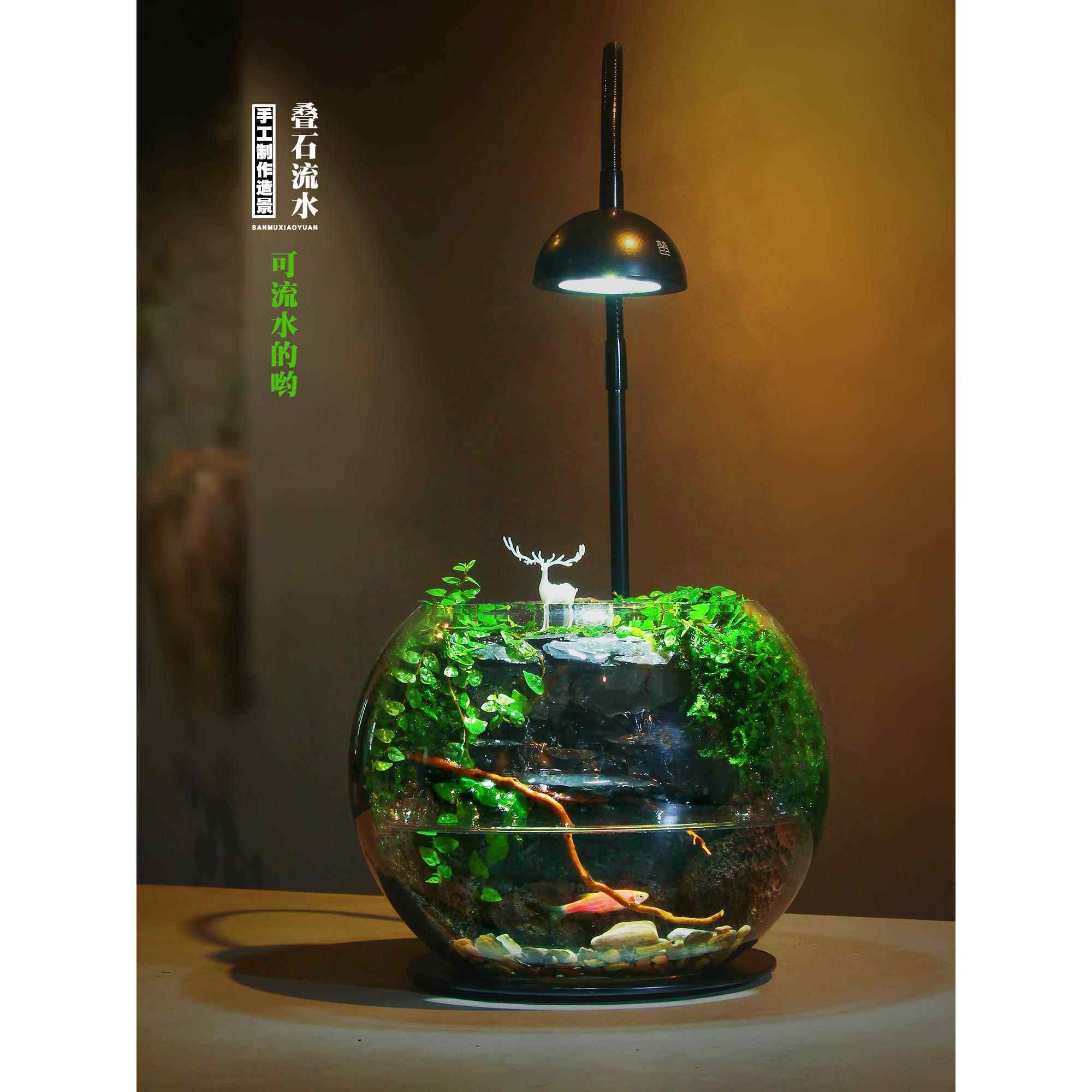 【团团圆圆】玻璃生态瓶室内桌面迷你水陆苔藓微景观造景绿植盆栽