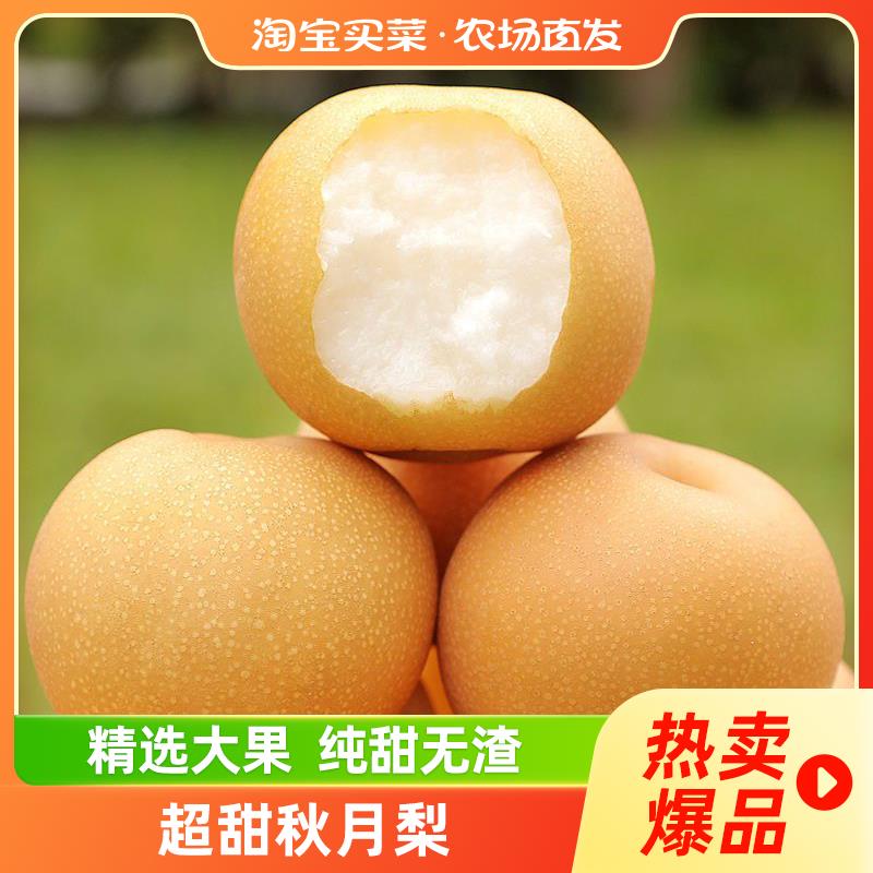 山东秋月梨脆甜无渣新鲜冰糖梨子精品蜜梨现摘清甜多汁产地直发