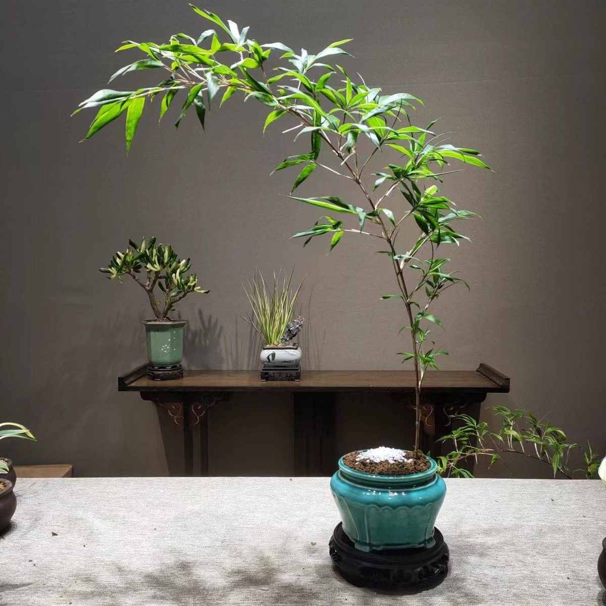 小叶簕竹室内盆栽飘支紫寒竹盆景庭院桌面绿植微盆景竹苗观赏竹