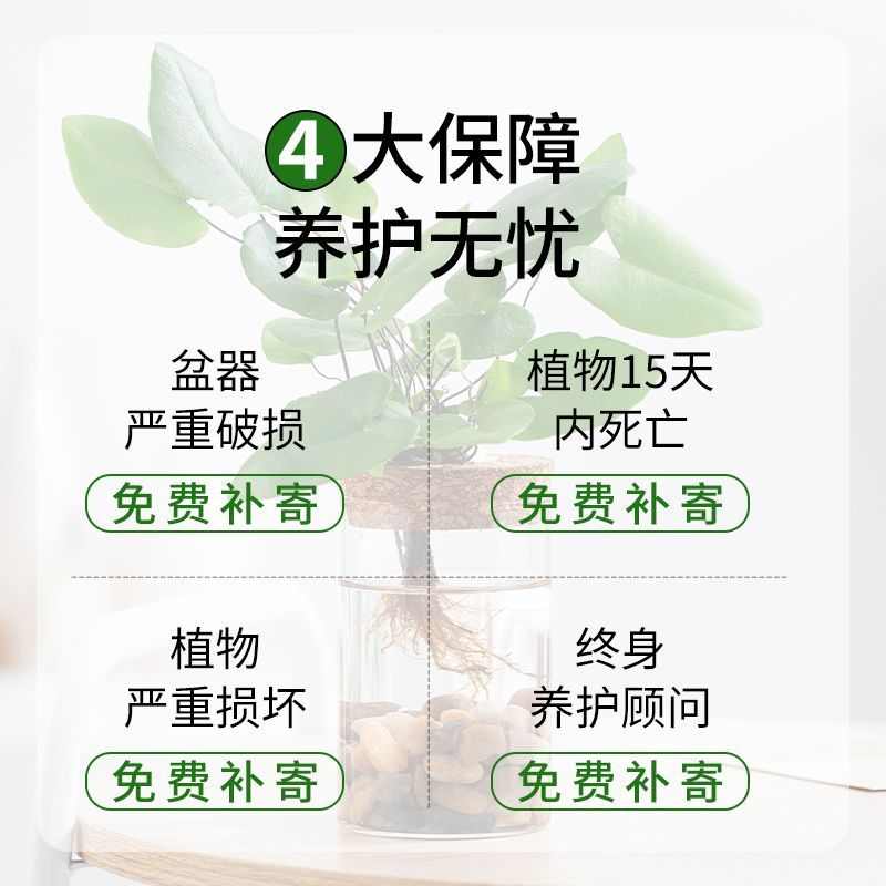 【水培心愿蕨】蕨类植物盆栽办公室内水培植物桌面绿植花卉盆栽