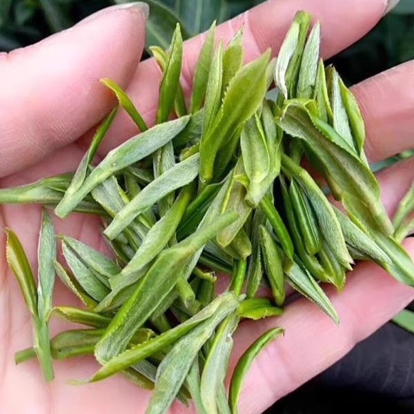新茶宜兴毛尖绿茶明前炒青春茶茶叶浓香型袋装散装500g包邮毛尖茶