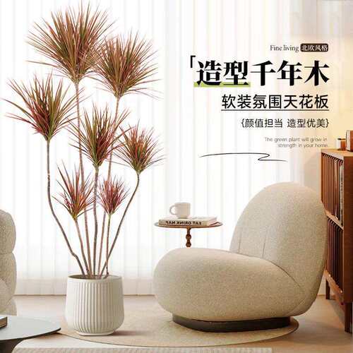 千年木室内绿植大型盆栽马尾铁办公室客厅龙血树禄植物室内七彩铁