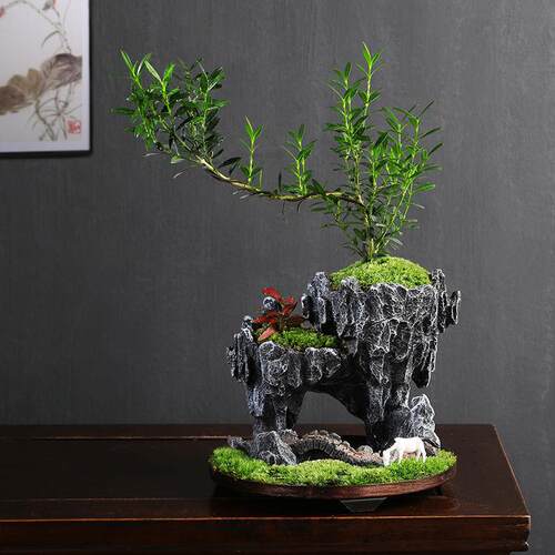 黄杨栽植物室内文竹盆面景绿植造景桌客厅花卉53730023四季常青净
