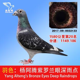 杨阿腾紫罗兰眼深雨点信鸽公棚鸽詹森李鸟迟归赛鸽正宗种鸽千里鸽