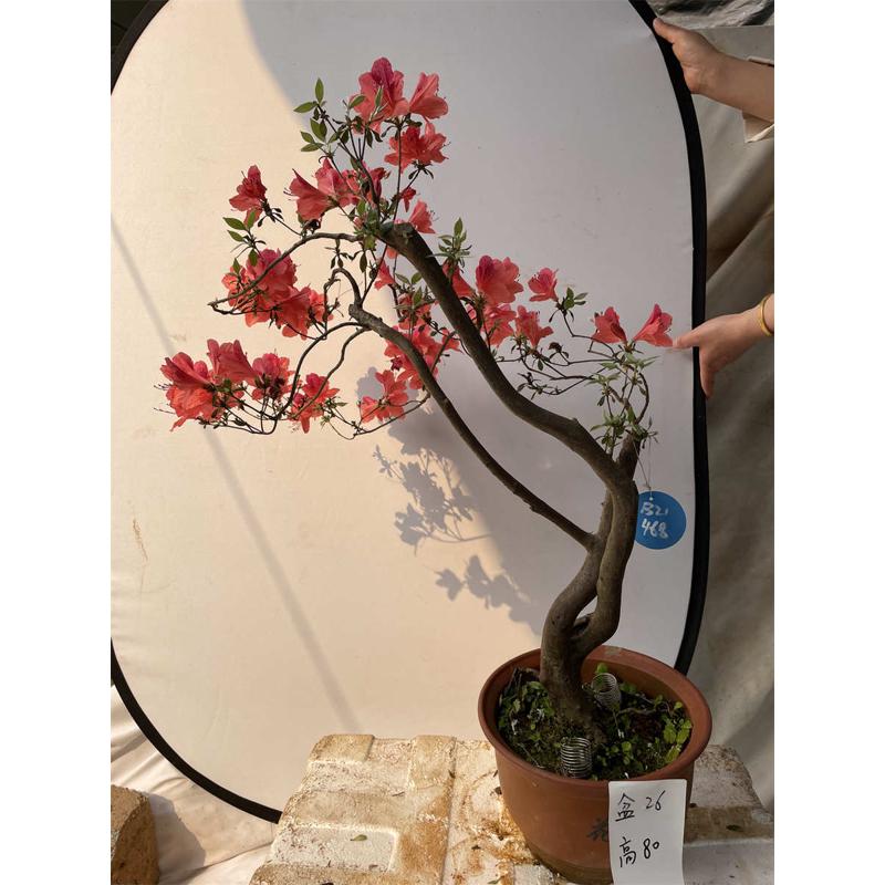 精品桌面花卉矮霸盆栽阳台盆景映山红红树桩桩造型老杜鹃花鸡血