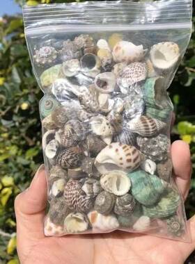 包邮豆丁寄居蟹替换壳天然海螺贝壳鱼缸装饰品调节水质硬度硝化菌