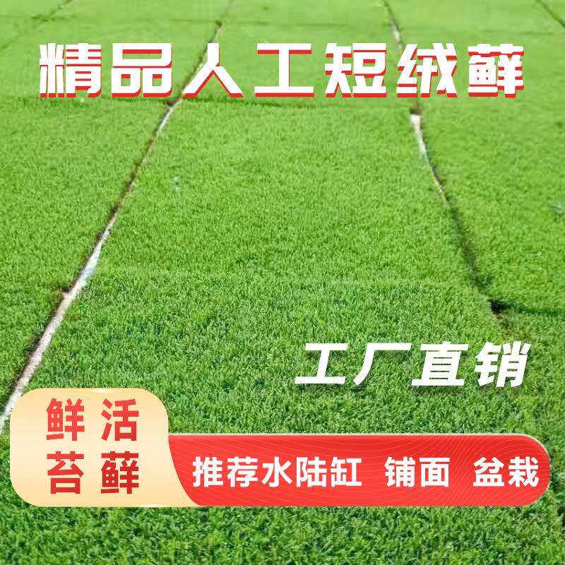 鲜活人工短绒藓植物铺面室内微景观真苔藓生态瓶水陆雨林缸造景