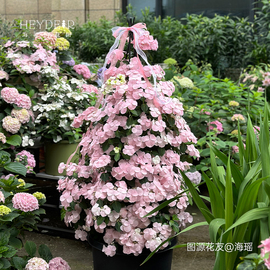 海蒂的花园绣球花苗逃跑新娘粉色，白色垂吊花量，大阳台庭院花卉盆栽