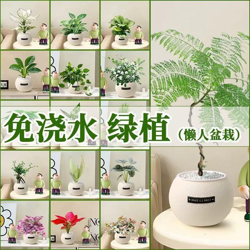 绿植室内小盆栽桌面绿萝易活四季适合懒人养的花办公室植物幼儿园