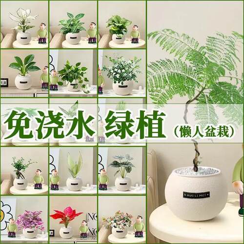 绿植室内小盆栽桌面绿萝易活四季适合懒人养的花办公室植物幼儿园