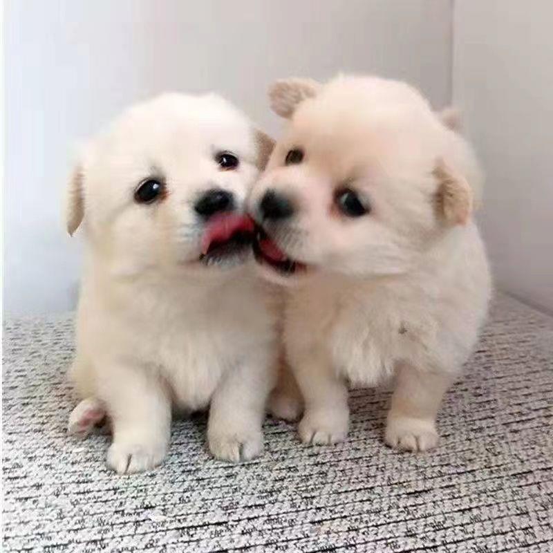 中华田园犬活体狗狗幼崽