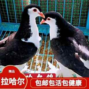 观赏鸽拉合尔企鹅鸽子宠物鸽子蓝色拉合尔种鸽幼鸽青年鸽包邮包活