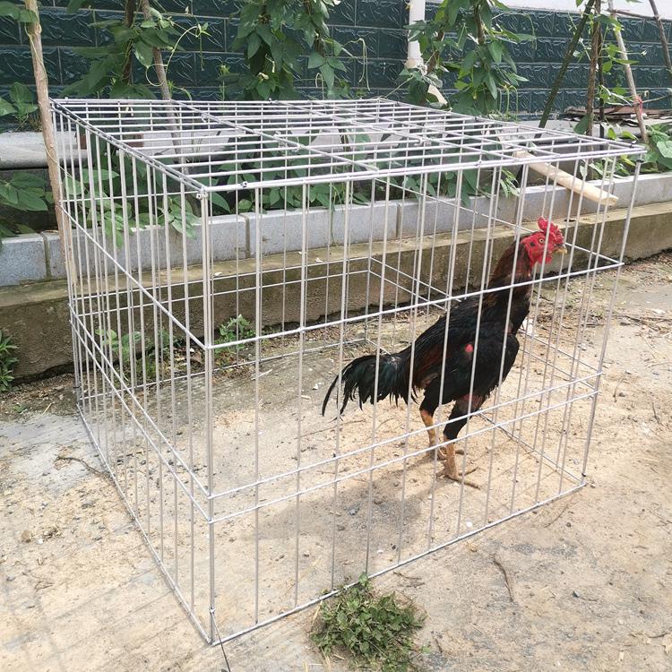 火鸡子方笼训练折叠笼笼斗鸡专用鹅组装鸡笼斗鸡笼斗鸡罩跑笼笼笼