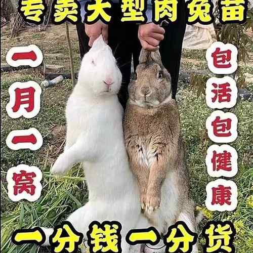 兔子活物一对公母月月兔活体家兔食用肉兔幼崽大型新西兰肉兔活苗