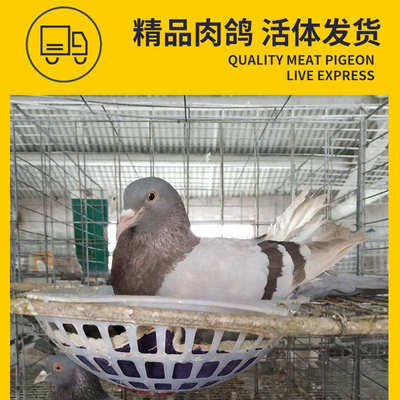鸽子活一对肉鸽种鸽小鸽子鸽子苗瓦灰青年鸽包包下蛋